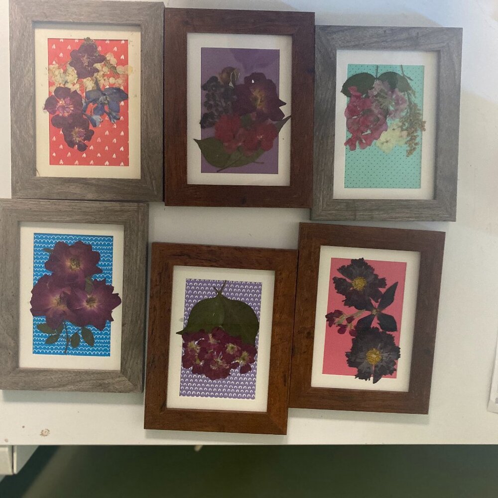 Set of 6 pressed floral picture